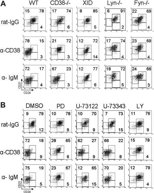 Figure 6. CD38 requires Lyn, Fyn, Btk, PI3K, and Erk, but not PLC-γ2 to promote differentiation of T2 B lymphocytes. (A) T2 B cells from CD38−/−, Lyn−/−, Fyn−/−, Btk-deficient (Xid), or wild-type mice were stimulated 48 hours as indicated. (B) T2 B cells from wild-type mice were preincubated 30 minutes with inhibitory drugs and then stimulated as indicated, harvested at 48 hours, and restained with anti-B220, anti-CD21, and anti-CD24. The numbers show the percentage in each region and are representative from 3 independent experiments with similar results.