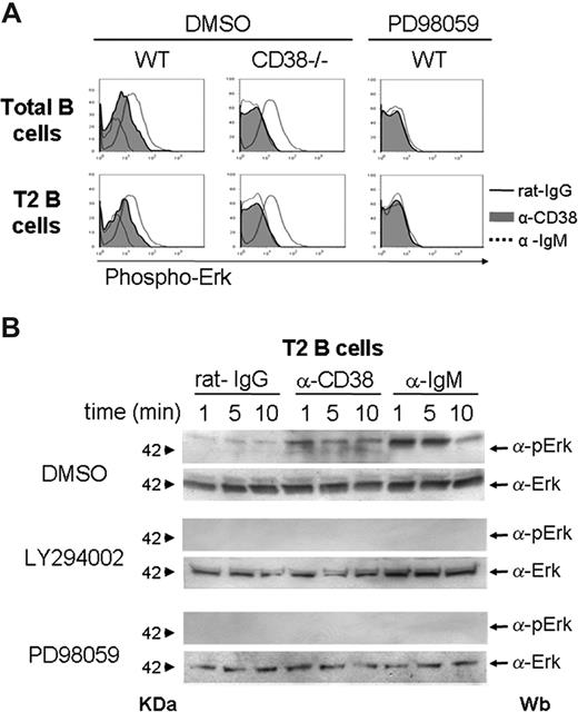 Figure 7. Erk is phosphorylated in T2 B lymphocytes on anti-CD38 stimulation, and this effect requires PI3-kinase activity. Total splenocytes from CD38−/− or wild-type mice were preincubated with DMSO or PD98059 for 30 minutes and then activated 10 minutes with rat-IgG (black line), anti-CD38 (gray histogram), or anti-IgM (dotted line). After activation, the cells were stained for B220, CD21, CD24, and pErk as described in “Erk phosphorylation.” (A) Phosphorylation of total or purified T2 B lymphocytes. (B) T2 B cells from wild-type mice were preincubated with DMSO, LY294002, or PD98059 for 30 minutes and then activated 1, 5, or 10 minutes with rat-IgG, anti-CD38, or anti-IgM. Erk phosphorylation was analyzed by Western blot as described in “Erk phosphorylation.”