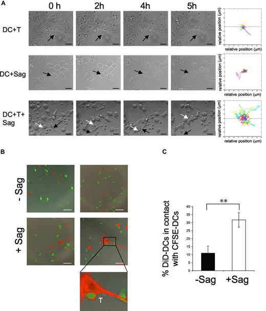 Figure 1. DC mobility increases after contact with T cells and superantigen. Dendritic cells (DCs; 105) were exposed to superantigen (Sag) and seeded on polylysin-coated coverslips. T cells were added (3 × 105) before image recording. Images were recorded every 3 minutes for 5 hours. (A) Still images taken from Videos S1,S2,S3 (DC + T cells, DC + Sag, and DC + T + Sag, respectively). Arrows point to individual DCs. Bar, 20 μm. Right panels, mobility tracks of all DCs present in the fields from Videos S1,S2,S3 are shown. Results are representative of 3 experiments. (B,C) DCs are recruited to the sites of DC–CD4+T cell interaction. DCs stained with DiD (red) pulsed with TSST1 (+ Sag) or left unpulsed (-Sag), were seeded on coverslips together with unpulsed immature CFSE-labeled DCs (green) and CD4+ T cells and cultured for 6 hours. Cells were then fixed and coverslips mounted for confocal microscopy. (B) Representative images are shown. Bar, 40 μm (C) Percentages of DiD-DC in contact with CFSE-DC. Results represent means plus or minus SD of 3 independent experiments (30-40 conjugates analyzed per experiment). Significance assessed by Student unpaired t test (**P < .005).