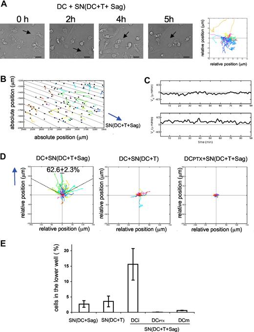 Figure 2. Chemokines produced during DC–T-cell interactions induce DC chemotaxis. (A,B) DCs were seeded on coverslips and exposed to supernatants from 24-hour cocultures of DC plus T cells plus superantigens. Videomicroscopy was performed as in Figure 1. (A) Individual frames from Video S4 and corresponding DC mobility tracks are shown; the results are representative of 4 experiments. Bar, 20 μm. (B-D) Dunn chamber assay. (B) Migration tracks of DCs in a gradient of supernatant from DC plus T cells plus superantigens (one representative experiment). DC individual trajectories in the chamber are represented in colors and direction of the gradient is figured with black lines. (C) Mean horizontal and radial velocity of DCs. (D) DC trajectories are plotted in a scatter diagram with the starting point for each cell at the intersection between the x- and y-axes, and the direction of the gradient vertical upwards. Left panel: DCs exposed to “active” supernatants as in panel B. Percentage of cells that ended up within a 120° arc facing the supernatant source is indicated (mean ± SD of 3 independent experiments with ≥ 400 cells tracked). Middle panel: DCs exposed to supernatant from DC plus T cells. Right panel: PTX-treated DCs exposed to “active” supernatant. (E) Transwell chemotaxis assays. Untreated immature DCs or DCs treated with PTX (DCPTX) or LPS-treated DCs (DCm) were placed in the upper chamber of a transwell, and supernatants from the indicated 24-hour cocultures in the lower chamber. Percentages of DCs attracted to the lower chambers after 2 hours are shown. Data are means plus or minus SD of 3 independent experiments.