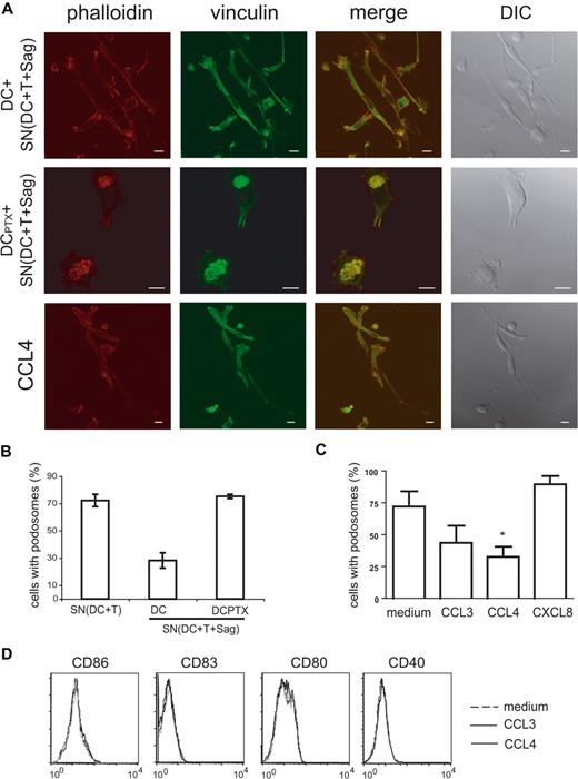 Figure 7. Chemokines induce podosome dissolution in DCs. (A) Untreated or PTX-treated DCs were exposed to the indicated supernatants, or to recombinant chemokines (CCL3, CCL4), and then labeled with antivinculin Ab (green) and phalloidin (red). Bar, 10 μm. (B,C) Cells presenting with podosomes were quantified as in Figure 6. Means plus or minus SEM of 4 independent experiments are shown; at least 25 total cells were examined for each condition in each experiment. Significance was assessed by Student paired t test (*P < .05). (D) Flow cytometric analysis of DC maturation markers in response to chemokines.