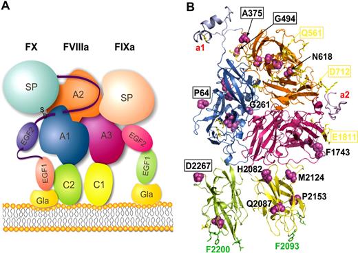 Figure 1. Structure and function of Xase complex. (A) Schematic representation of Xase complex and mechanism of factor X activation. The major structural domains of cofactor VIIIa, its cognate protease FIXa, and substrate FX are labeled, and represented in the approximate positions they would occupy in the Xase complex. The long FX activation peptide is also indicated as a ribbon, pointing to the insertion of the Arg194(15)-Ile195(16) activation peptide bond in the active site of FIXa. (Numbers in parentheses refer to the standard chymotrypsinogen numbering system.) Gla indicates γ-carboxyglutamic–rich domain; EGF1/EGF2, epidermal growth factor–like domains 1 and 2; and SP, serine protease domain. (B) Three-dimensional model of human FVIIIa, highlighting the side chains of all novel missense mutations identified in the current investigation (light magenta spheres). The 5 FVIIIa domains are represented with their major secondary structure elements and color-coded as in panel A. For clarity, only selected residues are labeled, including the 4 exposed residues Arg64, Ala375, Gly494, and Asp2267 (boxed). The acidic a1 and a2 peptides are included only to indicate their locations on opposite poles of domain A2, as no appropriate templates are available for them. Selected side chains of hydrophobic residues in C1/C2 domains that would associate with the phospholipid membrane are in green. Some previously detected mutations of exposed residues are shown as yellow sticks; for clarity, only a few of these residues are labeled (see “Discussion” for details and references). Considering these previous analyses of FVIII mutants, residues important for cognate FIXa binding cluster to the right in the chosen orientation (eg, stretches Ser558-Gln565, Asp712/Lys713, and Glu1811-Lys1819), while those involved in FX recognition map to the left in this orientation (see, eg, the location of the acidic a1 peptide). This clear segregation of residues critical for FIXa/FX binding allows us to predict important roles for residues Pro64, Gly494, and Asp2267 in substrate binding and presentation to the FVIIIapi•FIXa (Xase) complex.