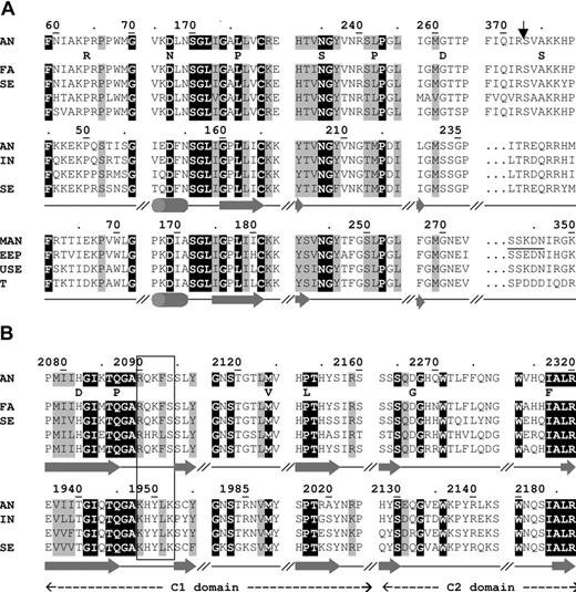 Figure 2. Multiple partial alignments of factor V, factor VIII, and ceruloplasmin from different species around FVIII positions where novel mutations were found in the current work. For simplicity, only mutations within domain A1 and the A1-A2 linker (part A) and domains C1/C2 (part B) are represented; a complete alignment is available from the authors upon request. Strictly conserved residues are white with black shading, and conservative changes are shaded gray. Numberings refer to the mature human proteins. The activation cleavage site is indicated with an arrow in panel A, and loops important for membrane association are boxed in panel B. The secondary structure elements given below FV and ceruloplasmin sequences correspond to the crystal structures of bovine inactivated FVa (PDB 1SDD, Adams et al2), FVIII C2 domain (1D7P, Pratt et al8), and human ceruloplasmin (1KCW, Zaitseva et al9), as deposited in the corresponding PDB entries. Residues that are disordered in the crystal structure of ceruloplasmin are underlined.