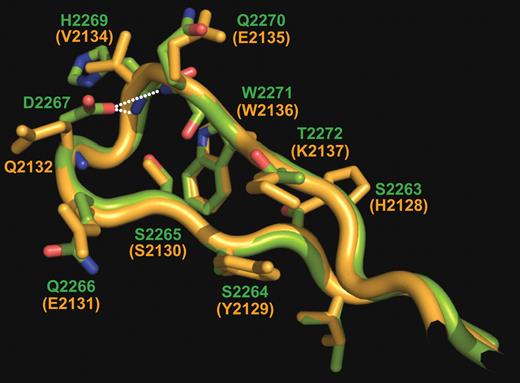 Figure 4. Comparison of loop structures around FVIII C2 residue, Asp2267. The crystal structures of recombinant C2 domains from FV (Macedo-Ribeiro et al72) and FVIII (Pratt et al8) were superimposed, and residues around the mutated Asp2267 (FVIII) and the topologically equivalent Gln2132 (FV) are shown. The main chains of factors V and VIII are represented as orange and green ribbons, respectively. Only side chains of Gln2132/Asp2267 and surrounding residues are shown with all their nonhydrogen atoms; the side chains of FV are in orange and those of FVIII are color-coded as in Figure 3. Hydrogen bonds accepted from the Asp2267 carboxylate are indicated with dotted lines. Notice the complete equivalence of main-chain traces in the 2 cofactors, indicating that Asp2267 is dispensable for the observed loop conformation. Notice also that a large number of solvent-exposed side chains differ between the 2 cofactors, pointing to their involvement in specific protein-protein interactions. Inspection of the FVa/FVIIIa models suggests that these residues interact with substrates of the FVapi•FXa and FVIIIapi•FIXa complexes, prothrombin and FX, respectively.
