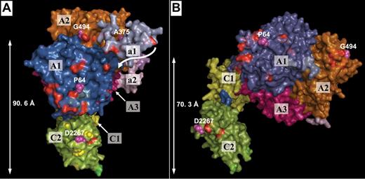 Figure 5. Location of solvent-exposed mutations on the FVIIIa surface. Solid surface representation of the 2 hypothesized quaternary arrangements of human FVIIIa, the “compact” (A) and “extended” models (B). Domains are labeled, and the distances from the phospholipid membrane are indicated (calculated as minimum distances between the C-terminal Cys residue in domain A1, Cys329, to a plane passing through Cα atoms of membrane-binding residues in C2, Met2199, Phe2200, and Leu2252). The side chains of 4 novel mutations affecting exposed residues, Pro64, Ala375, Gly494, and Asp2267, are represented as light magenta spheres. In addition, several residues previously reported to participate in VWF binding are highlighted as yellow spheres; other reported but not characterized mutations affecting exposed residues are in red. A curved arrow points to the probable displacement of C-terminal residues from the a1 linker to a more extended conformation after cleavage of the Arg372-Ser373 peptide bond. This would bring further residues implicated in FX binding (eg, the triplet of acidic residues Asp361/Asp362/Asp363; Nogami et al7) closer to the putative substrate binding site.