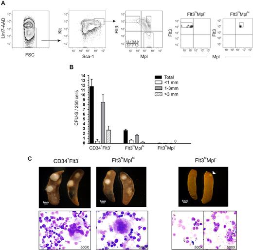 Figure 1. CFU-S activity within LSKFlt3hi cells resides in the Mplhi, not in the Mpl−, subpopulation. (A) Coexpression pattern of Mpl and Flt3 on Kit-enriched, lineage-negative (Lin−), Sca-1+ and Kit+ (LSK) BM cells. Gates denote the sorting strategies used to purify LSKFlt3hiMpl− (Flt3hiMpl−), LSKFlt3hiMplhi (Flt3hiMplhi), and LSKFlt3− cells. Percentages indicate mean quadrant frequencies within LSK cells from 8 experiments. Right panels show typical purity analysis for LSKFlt3hiMpl− and LSKFlt3hiMplhi cells. (B) Number and size distribution of day 11 CFU-S in mice that underwent transplantation with 50 LSKCD34+Flt3− (CD34+Flt3−) cells (n = 20), 250 LSKFlt3hiMplhi cells (n = 37), or 250 LSKFlt3hiMpl− cells (n = 34), respectively. Mean plus or minus the standard error of the mean (SEM) values from 3 experiments. (C) Left and middle panels show photographs and cell morphology (original magnification, ×500) of typical CFU-S colonies in spleens of mice that underwent transplantation with LSKCD34+Flt3− and LSKFlt3hiMplhi cells, respectively. Right panels show spleens and morphology of cells picked from CFU-S from mice that underwent transplantation with LSKFlt3hiMpl− cells. To the left, a typical spleen transplanted with 250 LSKFlt3hiMpl− cells and no CFU-S (31 of 34 mice), and to the right, one of the few cases (3 of 34 mice) in which a small CFU-S was observed in mice that underwent transplantation with LSKFlt3hiMpl− cells. Below, typical cell morphology of cells picked from a spleen without CFU-S (left), and from a small colony (right) derived from LSKFlt3hiMpl− cells.