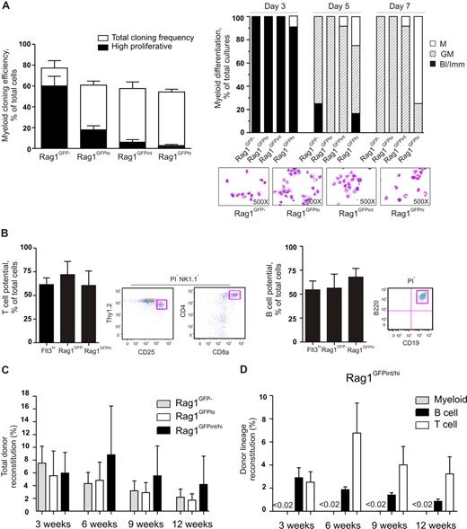 Figure 5. Gradual down-regulation of GM potential in LMPPs but sustained lymphoid potential in vitro and in vivo. (A) Left panel shows clonality of single-cell deposited BM LSKFlt3hiRag1GFP−, LSKFlt3hiRag1GFPlo, LSKFlt3hiRag1GFPint, and LSKFlt3hiRag1GFPhi cells cultured under GM conditions (“Methods”) for 8 days. Open bars show cloning frequencies and closed bars show the frequency of high proliferative clones (covering > 50% of well). Mean plus or minus SEM values from 3 experiments. Right panel shows results from morphologic evaluation of MGG-stained cytospin preparations of cells derived from LSKFlt3hiRag1GFP−, LSKFlt3hiRag1GFPlo, LSKFlt3hiRag1GFPint, and LSKFlt3hiRag1GFPhi cultures (20 cells each) after 3, 5, and 7 days in culture (“Methods”). Each bar shows relative distribution between wells containing only blast and immature myeloid cells (Bl/Imm), cells of both the granulocyte and monocyte lineages (GM), and cells of only the monocytic (M) lineage, as determined by morphologic evaluation of MGG-stained cytospin slides. Wells with only granulocytes were not detected. Note that although the peak for GM generation varies between the populations, all produce G and M cells. Mean plus or minus SEM values from 2 experiments, each performed with 6 replicate determinations (wells) per population. (B) T- and B-cell potential of single-cell deposited LSKFlt3hi, LSKFlt3hiRag1GFP−, and LSKFlt3hiRag1GFPhi BM cells grown for 3 to 4 weeks on OP9-DL1 and OP9 respectively, as evaluated by FACS. T cells were defined as NK1.1−Thy1.2hiCD25hi and/or NK1.1−CD4+CD8+ and B cells as B220+CD19+, both negative for the viability stain PI as previously described10,15 or DAPI. Mean plus or minus SEM values from 3 experiments (n = 16-48 per group and experiment). Right panels show representative FACS profiles of analyzed clone derived from a single cell. To verify the T-cell potential by molecular methods, 7 NK1.1−Thy1hiCD25hi clones were analyzed for expression of CD3 antigen, epsilon polypeptide (Cd3e), and pre–T-cell antigen receptor alpha (Ptcra). All clones were found to be positive for both T-cell genes, whereas clones grown on OP9 were negative for the T-cell genes but, as expected, positive for hypoxanthine guanine phosphoribosyl transferase (Hprt) and protein tyrosine phosphatase, receptor type C (Ptprc, gene for Cd45) (data not shown). (C) Reconstitution of lethally irradiated recipients that underwent transplantation with 2000 sorted cells of the indicated cell populations sorted from Rag1GFP mice, in competition with 200 000 BM cells. Results show mean plus or minus the standard deviation (SD) of reconstitution levels (total blood cells) at 3, 6, 9, and 12 weeks after transplantation from 2 experiments (n = 6–7). (D) Lineage analysis of mice that underwent transplantation with LSKFlt3hiRag1GFPint/hi cells. Myeloid cell reconstitution was below detection level (less than 0.02%) of total donor-derived cells at all time points after transplantation.