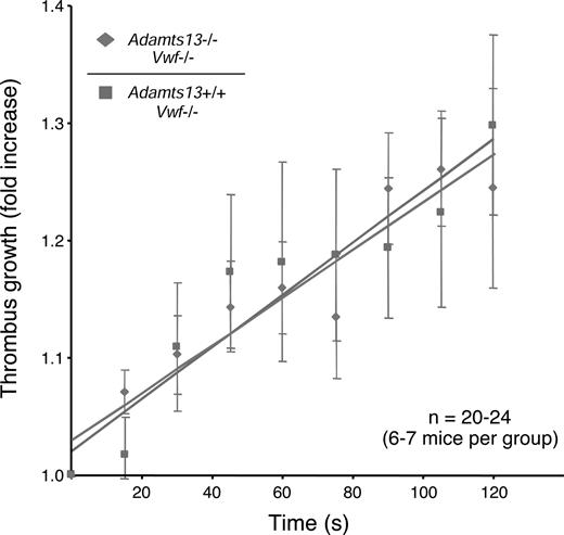 Figure 6. ADAMTS13 deficiency does not affect the rate of thrombus growth in the absence of VWF. Thrombus growth kinetics were calculated by dividing the diameter of the thrombus at time (n) by the diameter of the same thrombus at time (0). Thrombi that were at least 30 μm in diameter were followed for 2 minutes. The rate of thrombus growth in the VWF-deficient Adamts13−/− mice (dashed line with diamonds) was similar to the VWF-deficient Adamts13+/+ mice (solid line with squares). The slope for both groups of mice was 0.002. The errors bars represent the standard error of the mean.