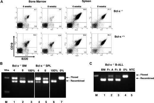 Figure 4. Consequences of recombination of Bcl-x alleles on B lymphocytes in the bone marrow and spleen. (A) FACS analysis of bone marrow and spleen cells isolated from MMTVtTA cre bcl-x f/f (Bcl-x−/−), and littermate controls (Bcl-x+/+) 4 or 8 weeks after induction. Cells were stained with antibodies against B220 and CD19. (B) 3-primer PCR performed on DNA isolated from bone marrow (BM; lanes 1 and 2) and spleen (SPL; lanes 4 and 5) of MMTVtTA cre bcl-x f/f mice 4 weeks (lanes 1 and 4) or 8 weeks (lanes 2 and 5) after induction. Arrows indicate floxed and recombined alleles. Lanes 3 and 6 are examples of complete recombination, lane 7 is an example of no recombination, and M denotes 100-bp ladder. Vertical bars indicate repositioned lanes. (C) Recombination of Bcl-x f/f alleles in B-cell development. DNA prepared from whole bone marrow (lane 1), fraction A B lymphocytes (lane 2), and fraction B lymphocytes (lane 3) was subjected to 3-primer PCR. Lane 4 demonstrates no recombination; lane 5, nontemplate control; M, 100-bp ladder.