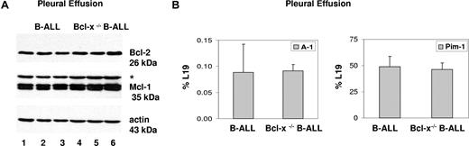 Figure 5. Expression of Bcl-2, Mcl-1, A1, and Pin-1 kinase in Bcl-x–deficient B-ALL. (A) Western blot analysis of protein lysates from pleural effusion isolated from B-ALL (lanes 1-3) and Bcl-x–deficient B-ALL mice (lanes 4-6). *Actin response from previous stain. (B) mRNA expression levels of A1 and pim1 in cells isolated from pleural effusion were determined by real-time PCR (results are given as mean ± SEM; n = 4).