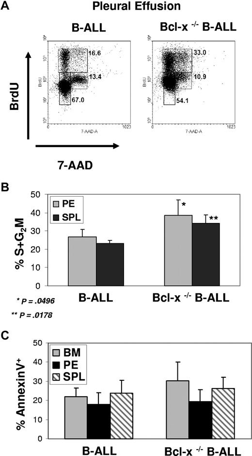 Figure 6. Effect of Loss of Bcl-x on cycle entry and apoptosis in BCR/ABL+ lymphoblasts. (A) Pleural effusion isolated from B-ALL and Bcl-x–deficient B-ALL mice 16 hours after BrdU injection. Cells were stained with fluorescently labeled antibodies against B220, CD19, and BrdU. Cell-cycle analysis, BrdU versus 7-AAD, is shown for the gated B220dim, CD19+ population. Shown are representative results of 4 experiments. (B) Graph displaying difference in B220dim, CD19+ S + G2M status in either pleural effusion (PE) or spleen (SPL) cells isolated from B-ALL and Bcl-x–deficient B-ALL diseased mice (average ± SEM; n = 4 for PE and n = 3 for SPL). (C) Bone marrow, pleural effusion, and splenocytes isolated from B-ALL and Bcl-x–deficient B-ALL mice were stained with fluorescently labeled anti-B220, anti-CD19, and anti–annexin-V. Percentage of annexin+ cells are reported for B220dim, CD19+ population only (results are given as means ± SEM; n = 4).