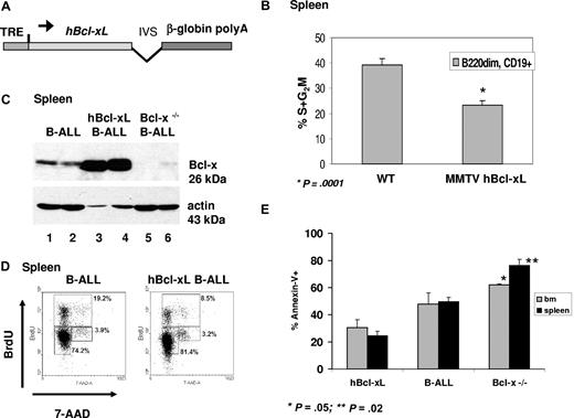 Figure 7. Effect of overexpression of Bcl-xL on cell-cycle entry and response to antineoplastic treatment. (A) Schematic of hBcl-xL transgene. TRE is the responsive element with minimal promoter upstream of the human Bcl-xL cDNA followed by intervening sequence (IVS) and poly A site. (B) Graph displaying difference in B220dim/CD+ S + G2M status in splenocytes isolated from MMTV hbcl-xL and littermate controls (WT; mean ± SEM). For wild-type, n = 5; MMTV hbcl-xL, n = 3. * indicates statistically significant; and **, statistically highly significant. (C) Splenocytes from B-ALL and hbcl-xL B-ALL mice were isolated 16 hours after BrdU injection. Cells were stained with fluorescently labeled antibodies to B220, CD19, and BrdU. Cell-cycle analysis, BrdU versus 7-AAD, is shown for the B220dim/CD19+ population. (D) Western blot analysis of protein lysates from the spleen of B-ALL (lanes 1 and 2), hbcl-xL B-ALL (lanes 3 and 4), and Bcl-x–deficient B-ALL diseased mice. (E) Percentage of cells undergoing apoptosis in bone marrow and spleen after treatment with cyclophosphamide. Animals were killed after a single administration of the drug (results are given as mean ± SEM; n = 3).
