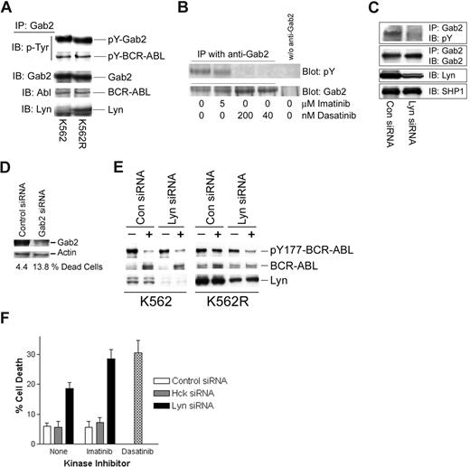 Figure 3. Lyn regulates Gab2 tyrosine phosphorylation, BCR-ABL signaling complexes, and imatinib activity in CML cells. (A) Gab2 was immunoprecipitated from K562 and K562R equal protein (1 mg) cell lysates and immunoblotted for phosphotyrosine (pY-Gab2, pY-BCR-ABL), BCR-ABL, Gab2, and Lyn. (B) K562R cells were treated with imatinib or dasatinib at the indicated concentration for 2 hours prior to Gab2 immunoprecipitation from equal protein cell lysates (0.5 mg) and blotting for phosphotyrosine (top) or Gab2 (bottom). Cell lysates subjected to immunoprecipitation media in the absence of anti-Gab2 were used to detect any nonspecific proteins (last lane). (C) K562R cells were electroporated with the indicated siRNA for 48 hours before immunoprecipitation of Gab2 and blotting for phosphotyrosine content and Gab2 levels. Lyn levels were measured by immunoblotting cell lysate. SHP1 was immunoblotted and used as a protein loading control. (D) K562R cells were electroporated with control or Gab2 siRNA (100 nM) and cell death was assessed by trypan blue exclusion (below) after 48 hours. Cell lysates were also examined for Gab2 protein levels by immunoblotting. Actin was probed as a protein loading control. (E) K562 or K562R cells were subjected to electroporation with 100 nM of either control or Lyn siRNA as described in “Methods.” After 24 hours, cells were treated with 2.5 μM imatinib (+) or vehicle alone (−) for an additional 2 hours before analysis of BCR-ABL, Lyn, and Y177-BCR-ABL levels by immunoblotting. (F) K562R cells were electroporated with 100 nM control, Hck, or Lyn siRNA (as indicated). After 24 hours, electroporated cells were treated with vehicle alone (none) or 2.5 μM imatinib for an additional 24 hours. Cells were also treated with dasatinib alone (0.2 μM) (without electroporation) for 24 hours before all cells were collected and cell death was estimated by trypan blue staining. The results represent the average plus or minus SEM of triplicate assays.