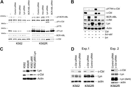 Figure 5. Kinase-mediated regulation of c-Cbl in CML cells. (A) K562 (left) and K562R (right) cells were electroporated with the indicated siRNA or left untreated (−) for 48 hours before cell lysates were analyzed for total tyrosine phosphorylation (top) or c-Cbl protein levels (bottom). Molecular mass marker migration is shown on the left, and specific target phosphoproteins are depicted on the right. (B) Cos-7 cells were transfected with cbl, bcr-abl, or lyn expression vectors alone or in combination (as indicated), and 24 hours later cells were lysed and changes in pY744-c-Cbl levels were monitored by phospho–site-specific immunoblotting. The membrane was stripped and reprobed for c-Cbl, BCR-ABL, and Lyn protein levels. Actin blotting was used as a protein loading control. (C) K562 cells were electroporated with a GFP-IRES Lyn expression vector (pMX-Lyn) or empty vector (pMX). After 7 days, cells were flow sorted for GFP positivity and equal numbers of positive cells were compared with untransfected K562 and K562R cells for Lyn, c-Cbl, and actin protein levels. (D) K562R cells were electroporated with control or c-Cbl–specific siRNA, and after 48 hours cell lysates were examined for c-Cbl, Lyn, and actin (as a protein loading control). Both a short and long exposure for Lyn detection is shown.