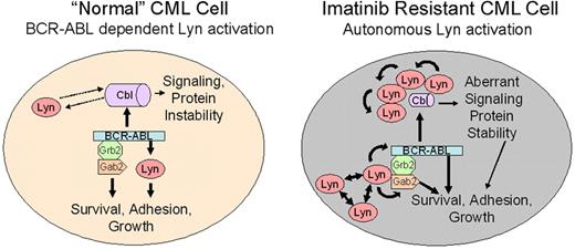 Figure 6. Lyn regulation in “normal” and Lyn-overexpressing CML cells. Lyn expression and activation are heterogeneous in CML cells and may be altered by imatinib therapy. In early stage or untreated (“normal”) CML, BCR-ABL is upstream of Lyn and other Src-family kinases. BCR-ABL–mediated Lyn (or related kinase) activation provides essential, possibly lineage-specific, support for BCR-ABL–mediated transformation.54,55 In this setting, BCR-ABL inhibition (with imatinib) reduces Lyn kinase activation and loss of signaling through BCR-ABL– and Lyn-mediated phosphorylation. Lyn complexes with c-Cbl, inducing partial control of Lyn stability, but Lyn does not regulate c-Cbl phosphorylation. Imatinib exposure alters Lyn expression or induces changes in upstream control of its activation. Through overexpression, autoactivation, or association with other adaptor proteins, Lyn activation acquires full or partial BCR-ABL independence, resulting in loss of control of Lyn activation with imatinib alone. Unregulated Lyn alters BCR-ABL signaling complexes, associating with Gab2, inducing its tyrosine phosphorylation, and maintaining or directing Y177 phosphorylation of BCR-ABL. These changes suppress or delay kinase inhibition by imatinib. Lyn overexpression also destabilizes c-Cbl, resulting in a reduction in its protein level. Tyrosine phosphorylation of c-Cbl is mediated by BCR-ABL in both normal and stressed CML cells, allowing it to maintain scaffold or recruitment activity. Lyn may function in a feedback loop with c-Cbl to maintain ubiquitination of substrates, altering protein stability. Stabilization of key ubiquitin-targeted proteins in leukemic cells may independently contribute to BCR-ABL–mediated transformation.56,57