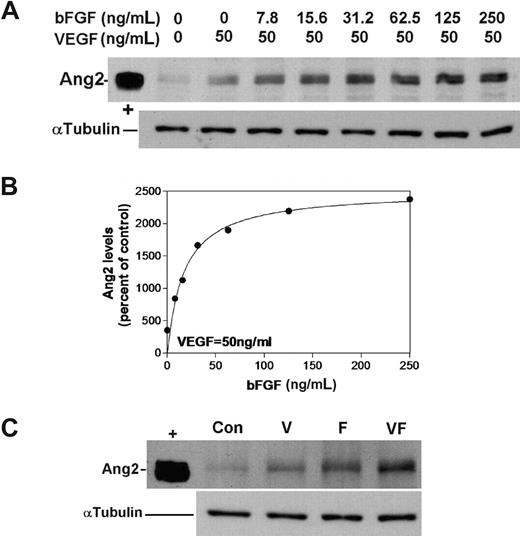 Figure 1. Synergism in the induction of Ang2 by VEGF and bFGF. (A) Dose-response curve for bFGF induction of Ang2. HUVECs were treated with constant VEGF (50 ng/mL) and increasing bFGF concentrations (0-250 ng/mL) for 20 hours. Levels of Ang2 were determined by Western blotting (α-tubulin levels are shown to indicate equal loading; n = 3). The intensity of the Ang2 bands was determined by autoradiography and densitometry as described in “Methods.” (B) Mean Ang2 levels were expressed as the percentage of control (VEGF, 50 ng/mL; bFGF, 0 ng/mL). The EC50 value for the bFGF was calculated by nonlinear regression. (C) Synergism between VEGF and bFGF (VF) in the induction of Ang2 was established at optimal conditions (VEGF, 50 ng/mL; bFGF, 20 ng/mL) by Western blotting. “+” signifies Ang2-positive control.