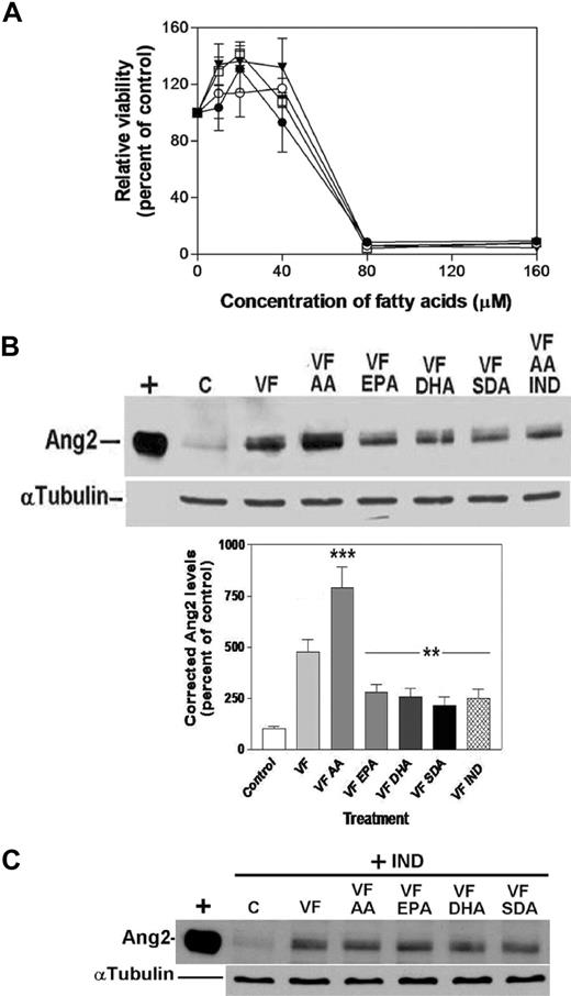 Figure 2. ω-3 PUFAs suppress Ang2 induction. (A) Determination of subtoxic PUFA concentrations. Confluent HUVECs were treated with increasing concentrations of PUFAs as indicated for 20 hours. Viability was determined by MTT assay: ● indicates AA; ○, EPA; ▾ DHA; and □, SDA. (B,C) HUVECs were treated with VEGF and bFGF (VF) in combination with PUFAs (10 μM) or indomethacin (IND; 5 μM). Levels of Ang2 were determined by Western blotting (α-tubulin levels are shown to indicate equal loading; C indicates VF absent; n = 3). The intensity of the Ang2 bands was determined by autoradiography and densitometry. Mean differences in Ang2 levels were analyzed statistically. **P < .01; ***P < .001 different from VF alone.