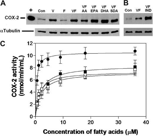 Figure 3. Effects of ω-3 PUFAs on COX-2. HUVECs were treated with VEGF, bFGF, or the combination of both growth factors (VF) and in conjunction with AA, SDA, DHA, or EPA (10 μM). (A) Levels of COX-2 were determined by Western blotting (n = 3). α-tubulin levels are shown to indicate equal loading. “+” signifies COX-2–positive control. (B) Augmented increase in COX-2 expression in VF-treated HUVECs elicited by indomethacin (5 μM). (C) In vitro activity of bovine COX-2 was determined using AA, SDA, DHA, and EPA as substrates (n = 3). Enzyme kinetic parameters (Vmax and Km) were calculated by nonlinear regression. ● indicates AA; ○, EPA; ■, SDA; and □, DHA.