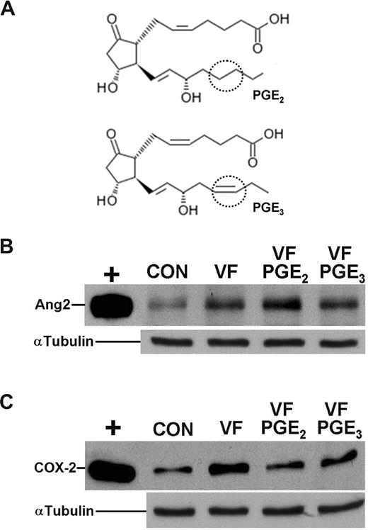 Figure 7. Differential effects of ω-6 and ω-3 prostaglandins on proangiogenic processes in HUVECs. (A) Comparative structures of PGE2 and PGE3 showing the additional double bond in PGE3. (B) Representative Western blot of Ang2 analysis (n = 3). HUVECs were treated with VEGF and bFGF (VF) alone or in combination with PGE2 or PGE3 (500 nM). (C) Levels of COX-2 were determined by Western blotting (n = 3) in HUVECs that were treated as in panel B. α-tubulin levels are shown to indicate equal loading. “+” signifies Ang2- and COX-2–positive controls.