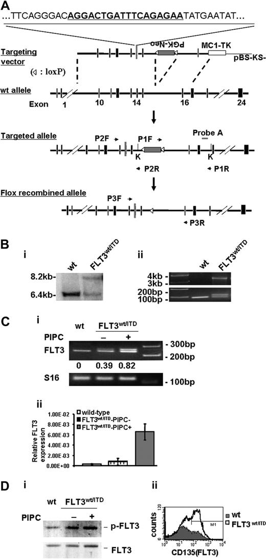 Figure 1. Generation of a mouse model with FLT3wt/ITD mutation. (A) Strategy for targeted insertion of an ITD mutation into murine Flt3 genomic DNA. The targeting vector was a 12-kb fragment flanking exons 10 to 16 of murine FLT3 genomic DNA. An 18-bp ITD mutation was inserted into exon 14. MC1-TK cassette and LoxP-flanked PGK-Neo cassette were inserted as indicated into the targeting vector, acting as negative and positive selection markers, respectively. The sites of diagnostic restriction enzyme KpnI (K) and ProbeA used for Southern Blotting analysis are shown; ▵ indicates LoxP. (B) Homologous recombination and presence of ITD mutation in FLT3wt/ITD mice was confirmed by Southern blotting analysis (i) and PCR analysis (ii). (Bi) Southern blotting analysis confirmed the presence of homologous recombination on one allele of Flt3 genomic DNA. (Bii) PCR analysis detected the presence of homologously recombined allele (top panel) and ITD mutation (bottom panel). (C) PIPC-treated FLT3wt/ITD mice showed enhanced FLT3 expression. (Ci) RT-PCR detected transcription of both ITD and wild-type FLT3 in BM cells from FLT3wt/ITD mice; numbers shown below each lane in the top panel are the mean ratio of the ITD (top band) versus wild-type (bottom band) FLT3 expression determined by densitometry analysis. (Cii) Quantitative RT-PCR showed increased expression of FLT3 in FLT3wt/ITD mice. The level of total FLT3 expression was normalized based on that of mS16. Data are expressed as means (bars) plus or minus SEM (error bars). (Di) Western blotting analysis showed enhanced FLT3 activity and expression in FLT3wt/ITD mice. Lysed spleen cells were immunoprecipitated with EB-10 antibody and immunoblotted using 4G10 (top panel) or anti-murine FLT3 antibodies (bottom panel). (Dii) Flow cytometric analysis shows elevated FLT3 expression in the Lin−/low population of the BM from FLT3wt/ITD mice. wt indicates wild-type.