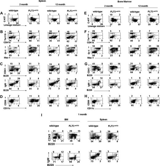 Figure 4. Immunophenotype of BM and spleen cells from FLT3wt/ITD mice shows expansion of granulocytes /monocytes and DCs and inhibition of B-lymphoid development. (A,E) Increased Lin−/low and c-KIT+ population. (B,F) Increased granulocytic/monocytic and reduced erythroid populations. (C,G,I) Reduced B-cell populations; analyses of total BM/spleen cells (top panels) and B220+CD43− BM/spleen cells (bottom panels) are shown. (D,H) Increased DC production. Flow cytometric analysis of spleen and BM cells from representative 1-, 2-, and 12-month-old wild-type and FLT3wt/ITD mice is shown. Numbers indicate the percentage of cells in each quadrant.