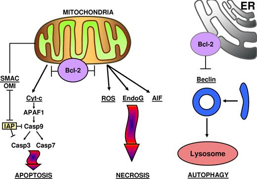 Figure 1. Bcl-2 suppresses apoptosis, necrosis, and autophagy. ROS indicates reactive oxygen species; Cyt-c, cytochrome-c; EndoG, endonuclease G; AIF, apoptosis-inducing factor; and IAP, inhibitor of apoptosis protein.