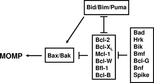 Figure 2. Functional interactions among the types of mammalian Bcl-2–family proteins at mitochondrial membranes.