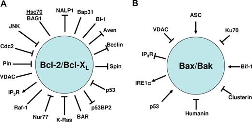 Figure 3. Nonfamilial interactions with antiapoptotic proteins Bcl-2 or Bcl-XL and with proapoptotic proteins Bax or Bak. (A) The depicted protein interactions have been reported for either Bcl-2 or Bcl-XL. (B) The depicted protein interactions have been reported for Bax or Bak. In many cells, Bax is present in a latent (inactive) conformation in the cytosol,57 in which its C-terminal transmembrane domain is folded onto the protein.64 Activators of Bax induce conformational changes that promote Bax's insertion into membranes of mitochondria, followed by BH3-induced oligomerization in membranes. Several proteins that modulate these steps have been reported.