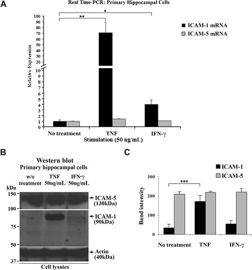 Figure 1. ICAM-5 is constitutively expressed in hippocampal cells stimulated by proinflammatory cytokines. Fourteen-day-old cultured primary rat hippocampal cells that contain both neurons and astrocytes were treated with 50 ng/mL TNF or IFN-γ for 16 hours. Total RNA from these cells was harvested, and ICAM-1 and ICAM-5 mRNA levels were quantified by real-time PCR (A). ICAM-1 mRNA was significantly increased by TNF or IFN-γ treatment. By contrast, ICAM-5 mRNA was not affected by these 2 cytokines. The protein levels of the 2 ICAMs were also compared (B,C), which showed similar changes as their respective mRNA levels. Data are shown as mean plus or minus SD of triplicates (*P < .05, **P < .01, ***P < .001).
