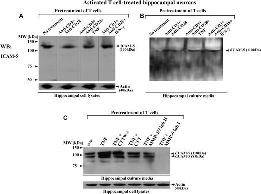 Figure 6. Activated T cells promote the cleavage of ICAM-5 from neurons. Human T cells were either left untreated or treated with anti-CD3 plus anti-CD28 mAbs, with or without TNF or IFN-γ (50 ng/mL), and incubated with 10- to 14-day-old rat hippocampal neurons for 16 hours. The conditioned media and hippocampal cell lysates were processed for Western blotting. ICAM-5 was detected by pAbs against the ICAM-5 cytoplasmic tail (A) or ectodomains (B,C), respectively. Full-length ICAM-5 is 130 kDa (A). Vertical lines are inserted to indicate repositioned gel lanes. Both TCR- (B) and cytokine- (C) mediated activation of T cells induced the release of sICAM-5 fragments (85-110 kDa) into the culture media. The cleavage was blocked by the MMP-2/9 inhibitor II (25 μM), MMP-9 inhibitor I (25 μM), and CTT peptide (100 μM), but not by the CTTW/A peptide (C).