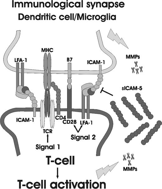 Figure 7. The involvement of ICAM-5 in regulation of the immunologic synapse in brain. Dendritic cells and/or microglia are the local APCs in the brain. In the case of brain inflammation, they control the activation of invaded T cells through TCR and costimulatory molecules, such as CD28 and LFA-1. Activated T cells or microglial cells secrete MMPs, which in turn cleave the ectodomains of ICAM-5 from neurons, producing sICAM-5. sICAM-5 may compete with ICAM-1 at the early T-cell priming stage and neutralize the costimulatory signal induced by ICAM-1 for T-cell activation.
