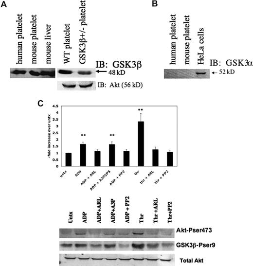 Figure 1. GSK3β is present and phosphorylated after agonist treatment in platelets. (A) Lysates of washed human or WT mouse platelets (108) and mouse liver (20 μg/mL) were immunoblotted with an antibody to GSK3β. The second immunoblot shows a comparison of 108 platelets from WT mice and GSK3β+/− mice immunoblotted with an antibody to GSK3β. The blot was reprobed with an antibody to Akt. (B) Washed human and mouse platelets and HeLa cells (20 μg/mL) were immunoblotted with an antibody to GSK3α. (C) Washed human platelets were stimulated with ADP (10 μM) or thrombin (0.1 u/mL) for 10 minutes with or without ARL66096 (300 nM), A3P5PS (300 μM), or PP2 (50 μM). Lysates were then immunoblotted for Akt phospho-(ser473), GSK3β phospho-(ser9), and total Akt. The mean (± SD) of the fold increase in phosphorylation compared with untreated control for 3 experiments is shown in the graph above a representative experiment. (** indicates a significant difference compared with control with P ≤ .01 according to an unpaired Student t test).