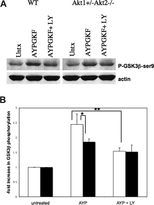 Figure 2. Phosphorylation of GSK3βser9 is reduced by an inhibitor of PI3K and by deletion of 3 alleles of Akt in mouse platelets. (A) Washed mouse platelets from WT mice (□) or Akt1+/− Akt2−/− mice (■) in the presence or absence of LY294002 (100 μM) were stimulated with mouse TRAP (PAR4 agonist) AYPGKF (1 mM) for 10 minutes, then lysates were immunoblotted with an antibody to phospho-GSK3β-ser9. (B) The fold increase in GSK3β phosphorylation after AYPGKF treatment (± LY294002) was analyzed by densitometry. The means (± SD) are shown. (*P ≤ .05 by unpaired t test, **P ≤ .01by unpaired t test, n = 3.)