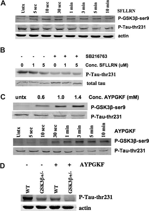 Figure 5. MAP-tau thr212 is dephosphorylated after agonist treatment in GSK3β+/− platelets and in human platelets treated with GSK3 inhibitors. (A) Washed human platelets (4 × 107) were incubated for the indicated times with no agonist (Untx) or SFLLRN (5 μM), lysed, and immunoblotted with antibody to phospho-GSK3β ser9, phospho-tau-thr231, or actin (the actin immunoblot shown is a reprobe of the immunoblot of phospho-GKS3β). Similar results have been obtained in 3 separate experiments. (B) Washed human platelets (4 × 107) were incubated for 2 hours in Tyrode buffer (−) or 10 μM SB216763 (+), then treated with the indicated concentration of human TRAP SFLLRN (0, 1, or 5 μM) for 3 minutes. Platelets were lysed and immunoblotted with antibody to phospho-MAPtau-thr 231. The blot was stripped and reprobed with an antibody to total MAP-tau. Similar results have been obtained in 4 experiments. (C) Washed platelets (4 × 107) from WT mice were incubated with varying concentrations of TRAP AYPGKF, lysed and immunoblottted with a phosphospecific antibody to MAP-tau thr 231 or GSK3β-ser9 (top blots). WT mouse platelets were incubated for the indicated times with 1 mM AYPFGF, lysed, and immunoblotted as above. The results shown are representative of 2 independent experiments each. (D) Washed platelets (4 × 107) from WT or GSK3β+/− mice were incubated with or without 1 mM AYPGKF, lysed, and immunoblottted with a phosphospecific antibody to MAP-tau thr 231. Blots were reprobed with an antibody to actin. A representative blot of 3 experiments is shown.