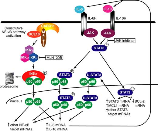 Figure 7. Model depicting the molecular cross-talk between the STAT3 and NF-κB pathways in ABC DLBCL. See “Discussion” for details.