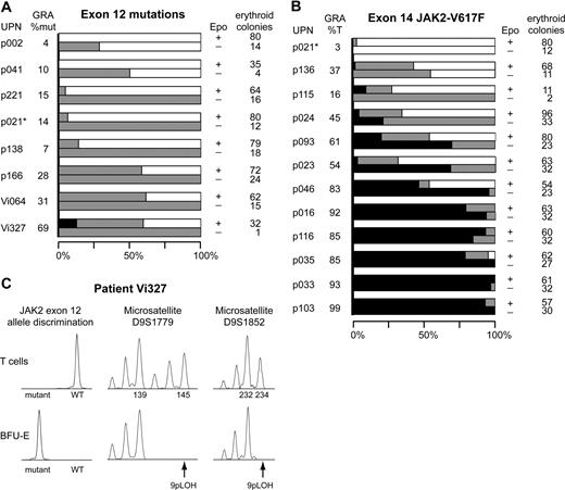 Figure 2. Distribution of JAK2 mutations in erythroid progenitors and loss of heterozygosity on chromosome 9p (9pLOH) analysis in patient Vi327. The total number of erythroid colonies analyzed and the percentages of colonies with homozygous or heterozygous JAK2 mutation or wild-type JAK2 are shown. Colony assays in methylcellulose were performed with peripheral blood cells of patients with JAK2 exon 12 mutations (A) or JAK2-V617F mutation (B). Single erythroid colonies were picked and analyzed individually. Horizontal bars indicate the percentages of colonies with homozygous mutation (■), heterozygous mutation (), or wild-type JAK2 (□). For each patient, 2 bars are shown: the upper representing colonies grown in the presence of erythropoietin (Epo+) and the lower representing colonies grown without erythropoietin (Epo−). The unique patient numbers (UPN) and the allelic ratios of the JAK2 mutations (%mut or %T) in granulocytes (GRA) are shown in the 2 left columns, and the total number of erythroid colonies analyzed is shown in the right column. *Note that in patient p021 colonies positive for exon 12 mutation and colonies with JAK2-V617F were found. None of these colonies carried both mutations simultaneously. (C) Molecular analysis of individual erythroid colonies of patient Vi327. Data from 1 of 4 BFU-E homozygous for the E543-D544del mutation is shown. T-cell DNA from patient Vi327 was used as control (top row). Allele discrimination assay shows the presence of a homozygous E543-D544del mutation (left panel). Two microsatellite markers, D9S1779 and D9S1852, demonstrate loss of heterozygosity on chromosome 9p (9pLOH) in the same colony (middle and right panels). Numbers indicate allele sizes.