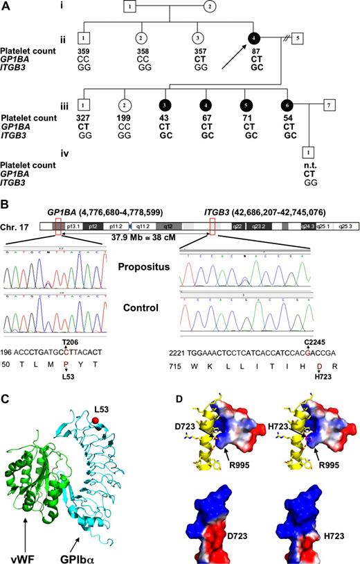 Figure 1. Genetic and structural information and relation with phenotype. (A) Pedigree showing affected (filled) and nonaffected (open) females (circles) and males (squares). The propositus (ii.4) is indicated by an arrow. Platelet counts (× 109/L) and the genotypes for the 2 nsSNPs (nucleotide 206 in GP1BA and 2245 in ITGB3) are given for each member tested (heterozygotes in bold). Where data are lacking, samples were either not available or not tested (n.t.). (B) Top panel shows position of the GP1BA and ITGB3 genes on chromosome 17 (indicated by red boxes). Middle panels show the DNA sequencing traces in the propositus and a control show heterozygous calls (N) at nucleotides 206 and 2245 in the GP1BA and ITGB3 genes, respectively. In the bottom panel, the nucleotides and corresponding amino acids are indicated. The 2 mutations 206C>T and 2245G>C and the amino acid replacements L53P and D723H are presented in red. (C) Ribbon diagram of the VWF (green) and GPIbα (blue) complex based on the crystal structure,16 which shows residue 53 (red ball) on the convex, non–ligand-facing surface of GPIbα. (D) Modeling of the D723H mutation onto the Nuclear Magnetic Resonance (NMR) structure17 of the membrane proximal segment of the cytoplasmic tails of αIIb and β3. top panel show β3 as a yellow ribbon with side chains showing and a space-filling model of αIIb with the surface colored according to charge, with red indicating negative and blue indicating positive. The overall change in the electrostatic surface potential caused by the D723H mutation is illustrated in the 2 space-filling models of β3 in the bottom panel with wild-type at the left and mutant at the right showing the loss of negative charge in the mutant. Structural figures were generated using the program Pymol. (DeLano Scientific, Palo Alto, CA).