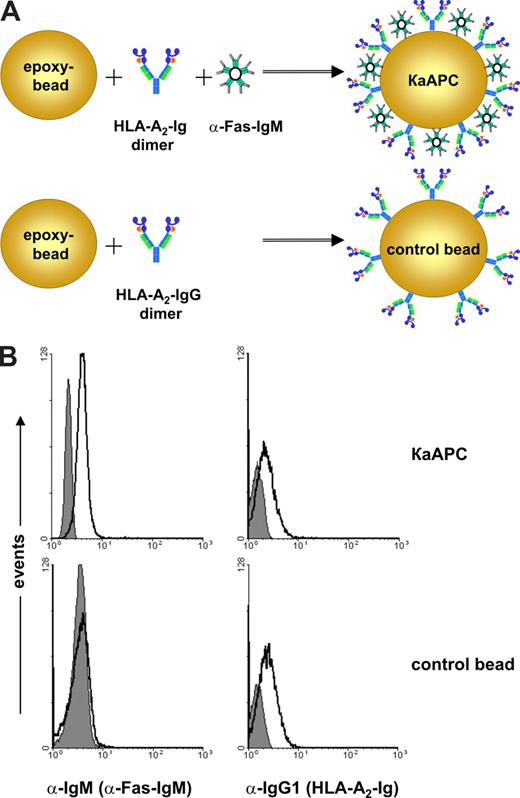 Figure 1. Composition and phenotypical characterization of κaAPC and control beads (CB). (A) Composition of a HLA-A2 IgG1–based κaAPC and CB. (B) FACS analysis of IgM (α-Fas mAb; left panels) and IgG1 (HLA-A2 IgG1; right panels) immobilized on CBs and κaAPCs. ■ represents the isotype control, whereas □ indicates α-Fas mAb (clone CH11) and HLA-A2 IgG1.