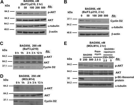 Figure 2. BAG956 represses the PI3-K/AKT pathway in leukemia cells. (A,B) Treatment of Ba/F3.p210 cells for 2 hours with a range of concentrations of BAG956. (C) Treatment of Ba/F3.p210 cells for 0 to 12 hours with 200 nM BAG956. (D) Treatment of MOLM14 cells for 0 to 13 hours with 250 nM BAG956. (E) Treatment of MOLM14 cells for 2 hours with BAG956 alone, rapamycin alone, or a combination of BAG956 and rapamycin.