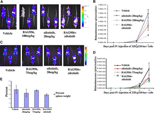 Figure 6. In vivo investigation of effects of BAG956 and nilotinib, alone and combined. For BAG956+ nilotinib combination studies, solutions of BAG956 and nilotinib, respectively, were prepared just before administration by dissolving 100 mg in 1.0 mL of NMP and diluting with 9.0 mL PEG300. Gavage volumes were fixed according to the average weight of the mice to achieve 20 mg/kg nilotinib, and 75 mg/kg or 100 mg/kg BAG956, respectively. For these studies, cohorts of mice were treated with oral administration of vehicle (10% NMP-90% PEG300), oral administration of 20 mg/kg per day nilotinib (formulated as above), oral administration of BAG956 (at 75 or 100 mg/kg), or an orally administered combination of BAG956 and nilotinib at the respective doses. (A) Raw photo images: experiment 1, 6-day treatment with BAG956 (100 mg/kg) and nilotinib (20 mg/kg) alone, and together. Mice injected with 800,000 32D.p210-luc+ cells each. For this study, the first imaging day and initial drug treatments were on day 3 after intravenous injection of cells. The final imaging day was on day 9 after intravenous injection (6-day treatment). Mice were monitored for a period of time after the last imaging day and before death. One BAG956+ nilotinib mouse died 1 week before the day when the remaining mice were killed (17 days after intravenous injection). Body and spleen weights for all mice were recorded, and tissues were preserved in 10% formalin for histopathologic analysis and confirmation of tumor burden in vital organs. (B) Bioluminescence results shown in A, graphed as total flux. (C) Raw photo images: experiment 2, 8-day treatment with BAG956 (75 mg/kg) and nilotinib (20 mg/kg) alone, and together. For this study, drug treatments were started 2 days after intravenous injection of cells (the first imaging day was on day 2 after intravenous injection of cells, as well). The last imaging day was performed on day 10 after intravenous injection of cells, and the last treatment day was on day 9 after intravenous injection of cells (mice were treated with drug or vehicle for a total of 8 days). At the planned end of this study (on day 11 after intravenous injection of cells), any remaining mice were killed. Body and spleen weights for all mice were recorded, and tissues were preserved in 10% formalin for histopathologic analysis and confirmation of tumor burden in vital organs. (D) Bioluminescence results shown in panel C, graphed as total flux. (E) Percent spleen/total weights assessed for mice shown in panel C.