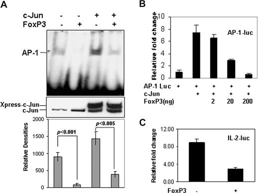 Figure 2. FoxP3 inhibits the DNA-binding and transcriptional activity of AP-1. (A) HEK 293 cells were transfected without or with FoxP3 and c-Jun expression plasmids as indicated. Nuclear extracts were isolated. Equal amounts of nuclear proteins were incubated with biotin-labeled AP-1 promoter fragments, and gel shift assay was performed (top panel). The protein expression levels of c-Jun in the nuclear extracts were detected by Western blotting using anti-Jun antibody (middle panel). The densities of these AP-1 DNA-binding bands were measured using NIH 1.63 software (bottom panel). Error bars represent data from 3 independent experiments. Data were statistically analyzed with Student t test. (B) AP-1 luciferase, c-Jun, and FoxP3 expression plasmids were cotransfected into HEK 293 cells. The luciferase activities were determined. Error bars represent data from 3 independent experiments. (C) IL-2 luciferase reporter plasmid was cotransfected without or with FoxP3 plasmid into HEK 293 cells. The luciferase activities were determined. Error bars represent data from 3 independent experiments.