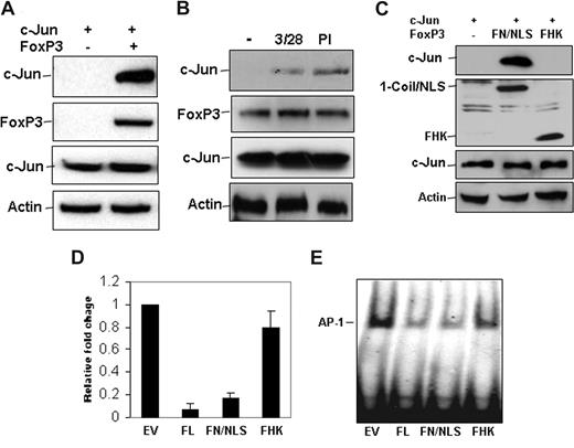 Figure 3. FoxP3 interacts with c-Jun. (A) Xpress-tagged c-Jun Myc-FoxP3 expression plasmids were cotransfected into HEK 293 cells. Transfected cells were collected and lysed 48 hours after transfection. FoxP3 in the cell lysates was immunoprecipitated with anti-Myc antibody. The bound c-Jun was detected by Western blotting using anti-Xpress antibody (top panel). The same membrane was reprobed with anti-FoxP3 antibody (second panel from top). As controls, the levels of c-Jun and Actin in the whole cell lysates were determined with Western blotting using anti-Xpress and Actin, respectively (bottom 2 panels). (B) CD4+ CD25+ T cells were isolated and stimulated with anti-CD3 plus anti-CD28 or PMA plus ionomycin for 30 minutes. Stimulated cells were lysed, and FoxP3 in the cell lysates was immunoprecipitated with anti-FoxP3 antibody; the bound c-Jun in the immunoprecipitates was detected with anti-c-Jun antibody (top panel). The same membrane was reprobed with anti-FoxP3 antibody (second panel from top). As controls, the protein levels of c-Jun and Actin in the whole cell lysates were determined with Western blotting using anti-c-Jun and anti-Actin antibodies, respectively (bottom 2 panels). (C) Xpress-tagged c-Jun and Myc-tagged FoxP3 mutants, FN/NLS or FHK, expression plasmids, were cotransfected into HEK 293 cells. FoxP3 mutant proteins in these lysates from transfected cells were immunoprecipitated with anti-Myc antibody, and the bound c-Jun was detected with anti-Xpress antibody (top panel). The same membrane was reprobed with anti-Myc antibody for detecting the expression of FoxP3 mutants (second panel from top). As controls, the protein levels of c-Jun and Actin were determined by Western blotting with anti–c-Jun and anti-Actin, respectively (bottom 2 panels). (D) AP-1-luciferase and c-Jun expression plasmids were cotransfected without or with FoxP3 or with each of FoxP3 mutants. The luciferase activities in the cell lysates were detected. Error bars represent data from 3 independent experiments. (E) HEK293 cells were transfected with empty plasmid or with plasmid encoding full-length FoxP3 (FoxP3 FL) or each of FoxP3 truncated mutants (FN/NLS and FHK) as indicated. Nuclear extracts were isolated 48 hours after transfection. Equal amounts of nuclear proteins were incubated with biotin-labeled AP-1 promoter fragments and gel shift assay was performed.