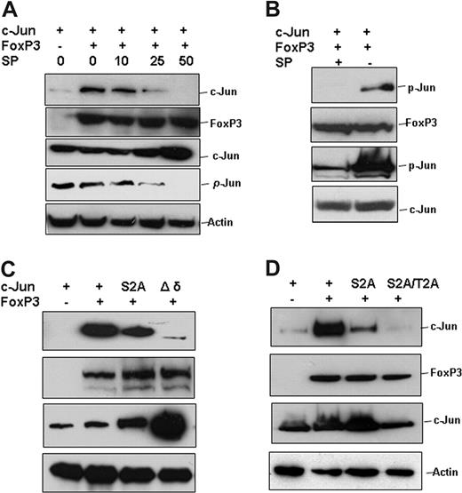 Figure 4. c-Jun phosphorylation is required for its interaction with FoxP3. (A) Xpress-tagged c-Jun expression plasmids were cotransfected without or with Myc-tagged FoxP3 into HEK 293 cells. Cells were treated with JNK inhibitor SP600125 at the indicated doses for 6 hours and then collected. FoxP3 protein was immunoprecipited with anti-Myc antibody, and the interaction of c-Jun was detected with anti-Xpress antibody (top panel). The same membrane was reprobed with anti-FoxP3 antibody (second panel from top). The protein levels of c-Jun, phosphorylated c-Jun, and actin in the whole cell lysates were detected by Western blotting (bottom 3 panels). (B) c-Jun and FoxP3 expression plasmids were cotransfected into HEK 293 cells and cultured for 36 hours. Transfected cells were then treated with or without 50 nM of JNK inhibitor SP600125 for 6 hours. The protein of FoxP3 in the lysates of transfected cells was immunoprecipitated with anti-Myc antibody. The immunoprecipitates were analyzed by SDS-PAGE and then detected with anti-phospho–c-Jun antibody (top panel). (C,D) Xpress-tagged c-Jun or its mutants, including mutation of the 63, 73 serine to alanine (S2A), deletion of the δdomain (Δδ), and mutation of the 63, 73 serine and 91, 94 threonine to alanine (S2A/T2A), were cotransfected without or with Myc-tagged FoxP3 into 293 cells. FoxP3 protein in the lysates from transfected cells was immunoprecipitated with anti-Myc antibody; the bound c-Jun or its mutants were detected with anti-Xpress antibody (top panels). The same membranes were reprobed with anti-FoxP3 antibody (second panel from top). The expression of c-Jun or its mutants and actin in the whole cell lysates was determined with Western blotting as controls (bottom 2 panels).