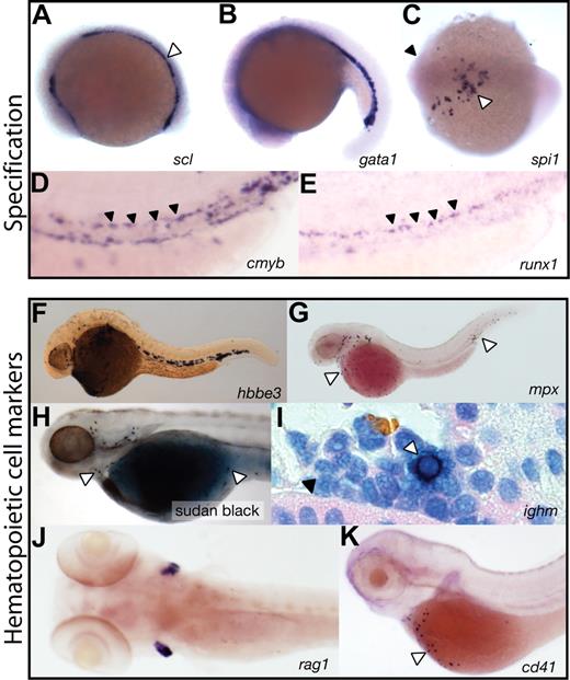 Figure 1. Hematopoietic specification and specific cell lineages in the zebrafish embryo. (A-E) Markers of hematopoietic specification. (A) The earliest site of primitive hematopoiesis can be identified in the posterior lateral plate mesoderm using a riboprobe for tal1(scl) (blue, open arrowhead). (B) gata1 expression (blue) in the developing intermediate cell mass (ICM). (C) spi1 (pu.1) expression (blue) in the anterior lateral plate mesoderm (open arrowhead), below the head (closed arrowhead), defines the region producing the first wave of primitive macrophages. (D,E) Definitive hematopoiesis, marked by cmyb and runx1 (blue), commences in the ventral wall of the dorsal aorta (arrowheads). (F-K) Markers of specific hematopoietic cell lineages. (F) Lineage-committed erythroid cells expressing hbbe3 (globinβe3) (blue) in the ICM and circulating cells over the yolk. (G) mpx-expressing granulocytes (blue) in circulation over the yolk and in the ventral tail (open arrowheads). (H) Sudan black cytochemistry marks the same dispersed granulocyte population (open arrowheads). (I) ighm (IgM) expression in a B lymphocyte (open arrowhead) in a kidney section, adjacent to a renal tubule (closed arrowhead). (J) T lymphocytes marked by rag1 expression (blue) in the bilateral thymi. (K) CD41 (itga2b) expression (blue) in circulating thrombocytes over the yolk (open arrowhead). (A-G,I-K) Gene expression by whole mount in situ hybridization. Microscopy was performed using a Nikon SMZ-1500 microscope (Nikon, Melville, NY) equipped with a 0.75-11.25× objective (A-H,J-K) and a Nikon Optiphot-2 microscope equipped with a 100×/1.40 oil objective (I). Images were obtained using a Zeiss Axiocam MRc5 digital camera (Carl Zeiss, Thornwood, NY) with Axiovision AC software (Release 4.5). Images were processed using Adobe Photoshop CS2 9.0 and Adobe Illustrator CS2 12.0.1 (Adobe Systems, San Jose, CA).