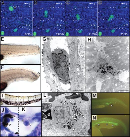 Figure 3. Demonstrations of hematologic cell function in zebrafish embryos. (A-D) Using spi1:EGFP transgenic animals,58 in vivo time-lapse confocal microscopy over 30 seconds shows: (A) migration of a leukocyte (arrowhead) from the arteriole (a) and its movement between cells of the extravascular compartment toward a venule (v) (B-D). Video S1 is the movie from which these 4 still images were selected; it displays more clearly the leukocyte assuming a “dumbbell” morphology as it passes between extravascular supporting cells. (E,F) Neutrophil chemotaxis mpx-expressing neutrophils (by whole mount in situ hybridization, blue) are not abundant at the site of injury 1 hour after tail transection (E) but accumulate at the injured site after 8 hours (F, arrowhead). (G,H) By electron microscopy of 7 dpf embryos, neutrophils identified by their pathognomonic electron-dense granules are demonstrated within the vasculature (G) and muscle (H) in the vicinity of a sterile wound. (I-L) Macrophage phagocytic function. After injection of India ink, there is nonembolic accumulation of carbon particles in the ventral tail (I), within a marginated phagocytic cell (open arrowhead, J), in a field including a marginated bilobed granulocyte (K) for comparison. Dashed line divides different focal planes of the same tissue section. Electron microscopy demonstrates phagosomes (open arrowheads) within an adult splenic macrophage (L). “e” indicates an adjacent erythrocyte; I is a brightfield unstained image; J and K are hematoxylin and eosin-stained sections. (M,N) Expansion of hematopoiesis by jak2a overexpression. Normal fluorescence of the ICM (arrowhead) in Tg(spi1:EGFP) embryo at 24 hpf (M). Expansion of the ICM (arrowheads) is demonstrated after injection of constitutively active zebrafish tel-jak2a (N). Bars represent 2 μm (G,H,L). Microscopy was performed using a Bio-Rad MRC1024 confocal microscope (Bio-Rad, Hercules, CA; A-D), Siemens Elmiscope 102 transmission electron microscope (Siemens, Munich, Germany; G,H,L), Nikon SMZ-1500 microscope (Nikon) equipped with a 0.75-11.25× objective (E,F,I), a Nikon Optiphot-2 microscope equipped with a 100×/1.40 oil objective (J,K) and a Leica MZFIII fluorescence microscope (Leica, Wetzlar, Germany) equipped with a 0.8-10.0× objective (M,N). Electron microscopy images were printed to photographic paper and then digitised. Images were obtained using a Zeiss Axiocam MRc5 digital camera (Carl Zeiss) with Axiovision AC software (Release 4.5) or an Olympus DP70 digital camera (Olympus-Australia, Melbourne, Australia) with DP controller 1.2.1.108 software. Images were processed using Adobe Photoshop CS2 9.0 and Adobe Illustrator CS2 12.0.1 (Adobe Systems).