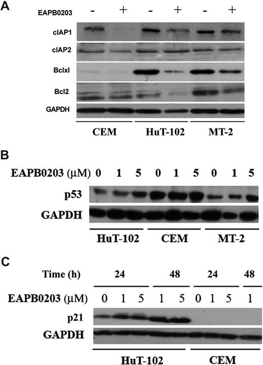 Figure 7. Effect of EAPB0203 treatment on antiapoptotic and cell-cycle regulatory proteins. (A) Effect of EAPB0203 treatment on the protein levels of the apoptosis regulatory proteins bcl-2, bcl-xl, or the caspase inhibitors c-IAP-1 and c-IAP-2. Cells were treated with EAPB0203 (5 μM) for 24 hours; total SDS protein lysates (50-100 μg/lane) were prepared and immunoblotted as described with specific antibodies. (B) Effect of EAPB0203 on the protein level of p53. Cells were treated with EAPB0203 at the indicated concentration for 24 hours; total SDS protein lysates (50-100 μg/lane) were prepared and immunoblotted with anti-p53 or GAPDH specific antibodies. (C) Effect of EAPB0203 on the protein level of p21. Cells were treated with EAPB0203 at the indicated concentration for 24 or 48 hours; total SDS protein lysates (50-100 μg/lane) were prepared and immunoblotted with anti-p21 or GAPDH specific antibodies.