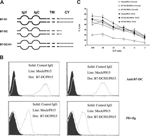 Figure 4. Analysis of chimera of B7-H1 and B7-DC in molecular shield. (A) Schematic of the full-length B7-H1 (B7-H1), full-length B7-DC (B7-DC), and the chimera of B7-H1 and B7-DC (B7-DC/H1) genes. IgV indicates IgV domain; IgC, IgC domain; TM, transmembrane domain; CY, cytoplasmic domain. (B) The expression of B7-DC/B7-H1 chimeric genes on P815 cells. The expression of B7-DC on B7-DC/P815 (top left) or B7-DC/H1/P815 (top right) were determined by flow cytometry analysis using anti–mouse B7-DC mAb (clone TY25). The ability of B7-DC/P815 (bottom left) or B7-DC/H1/P815 (bottom right) to bind PD-1Ig fusion protein was also determined similarly. (C) Extracellular domain swap between B7-H1 and B7-DC does not affect molecular shield. Activated 2C CTLs were incubated at indicated E/T ratios with 51Cr-labeled mock/P815, full-length B7-DC/P815, or B7-DC/H1/P815 cells in the presence of control IgG or anti–mouse B7-DC mAb for 4 hours. CTL activity was determined in a 51Cr release assay. Each point is the mean of triplicates with SD. The data are representative of at least 3 experiments.