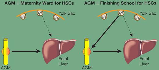 Two views of the origin of HSCs. The left panel shows the more common view that HSCs are born in the AGM region. To incorporate the present findings of Lux and colleagues and Ghiaur and colleagues, the right panel proposes a YS origin for HSCs, but with mandatory reprogramming of these cells in the AGM region.