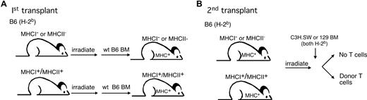 Figure 1. Experimental design. (A) To create mice with MHCI− or MHCII− parenchyma but with MHC+ hematopoietic cells (including APCs), B6 β2M−/− or IAbβ−/− mice (both CD45.2) were irradiated and reconstituted with TCD wt B6 CD45.1 BM. (B) After 3 months to allow for engraftment of the wt B6 hematopoietic system, these chimeras were used as recipients in a second, GVHD-inducing alloBMT.