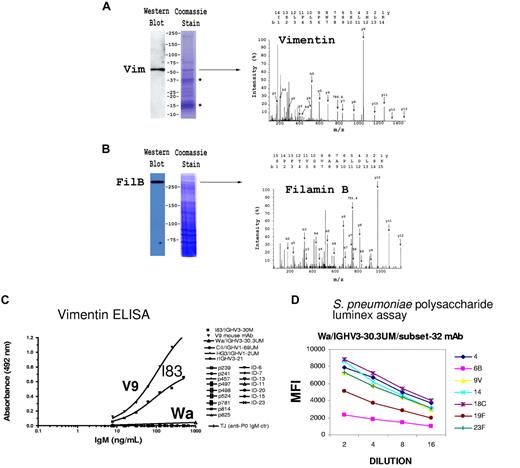 Figure 2. Mass spectrometry (MS) and immunoassay identification of CLL mAb-binding antigens. (A) Purification and identification of I83/IGHV3-30M IgM-specific proteins by MS. FM55M2 melanoma cell extract was affinity purified by I83 IgM–protein G beads. The photographs show parallel lanes from SDS-PAGE (left panel), one transferred for Western blot and one lane was Coomassie stained. A single 54-kDa protein was found in Western blot. The Coomassie-stained gel show 3 major proteins, 54 kDa, 39 kDa, and 17 kDa. These were excised and digested with trypsin and analyzed by ESI-MS/MS. The doubly charged molecular ion with m/z = 786.4, obtained from the 54-kDa antigen, was selected and subjected to ESI-MS/MS. Peptide sequencing by ESI-MS/MS identified the I83 IgM-specific antigen (54 kDa) as vimentin and the protein of 39 kDa as aldolase A. The detected b (N-terminal) and y (C-terminal) fragment ions are shown in the spectrum, and the complete peptide sequences are shown above each spectrum with the numbers corresponding to the b and y ions. (B) Purification and identification HG3/IGHV1-2UM IgM specific antigen. (C) Vimentin-ELISA performed on I83/IGHV3-30M IgM and Abs from 48-hour ex vivo CLL cultures. (D) Binding of Wa/IGHV3-30.3UM/subset-32 CLL IgM to S pneumoniae polysaccharides in luminex assay. Multiplex beads were coated with 1 of 7 pneumococcal capsular polysaccharides. The median fluorescent intensity (MFI) of IgM binding to each of 7 serotype-coated multiplex beads is shown against 4 doubling dilutions.